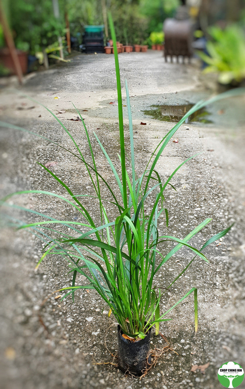 Ophiopogan jaburan