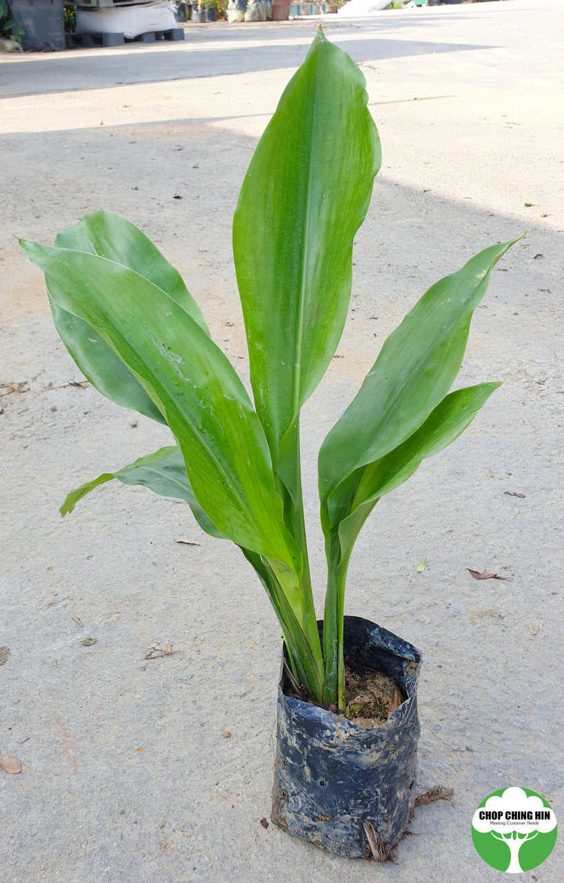 Orchidantha spp.