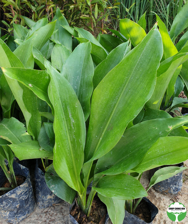 Orchidantha spp.