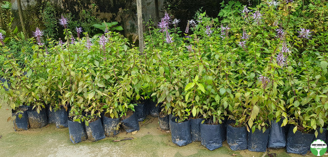 Orthosiphon aristatus (Purple)