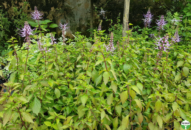 Orthosiphon aristatus (Purple)