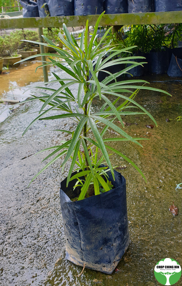 Osmoxylon lineare