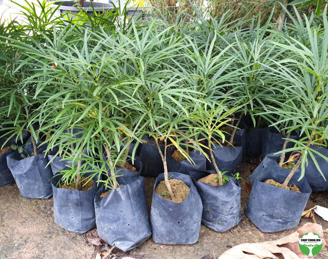 Osmoxylon lineare