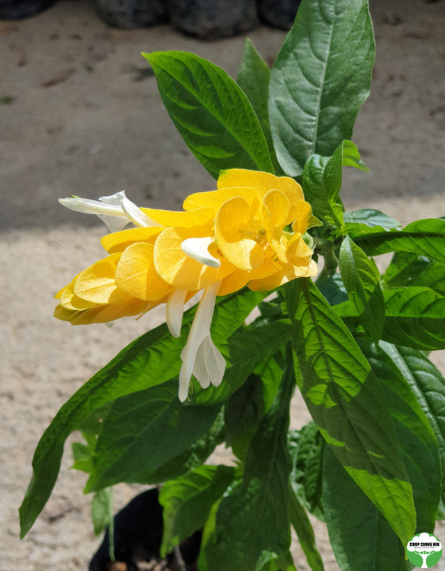Pachystachys lutea