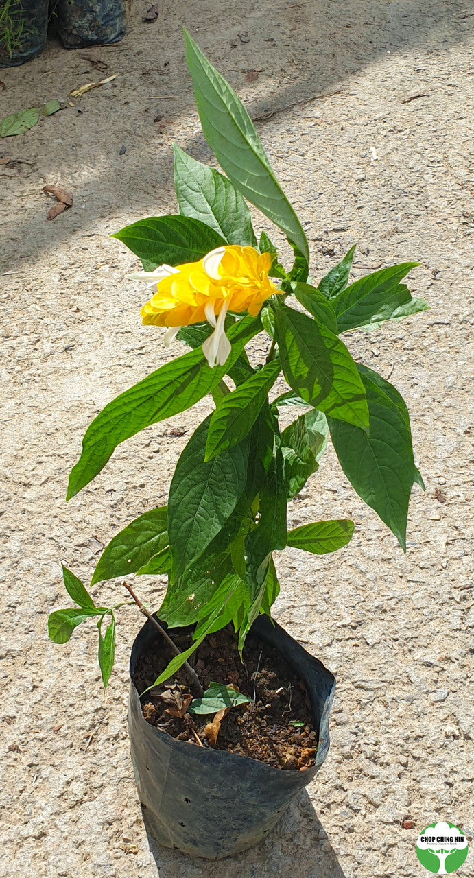 Pachystachys lutea