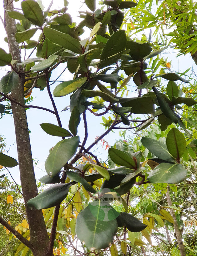 Palaquium obovatum