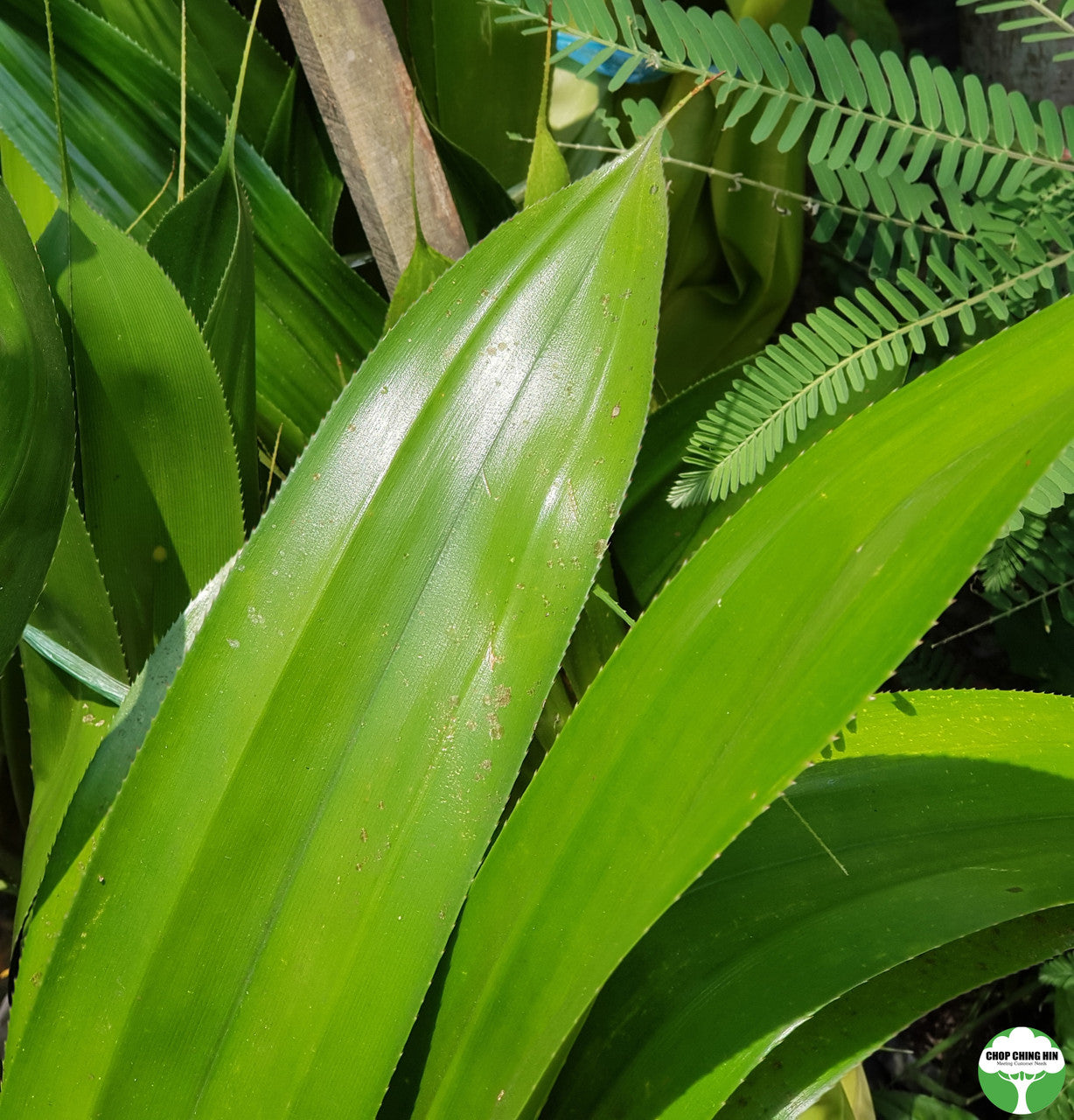 Pandanus dubius