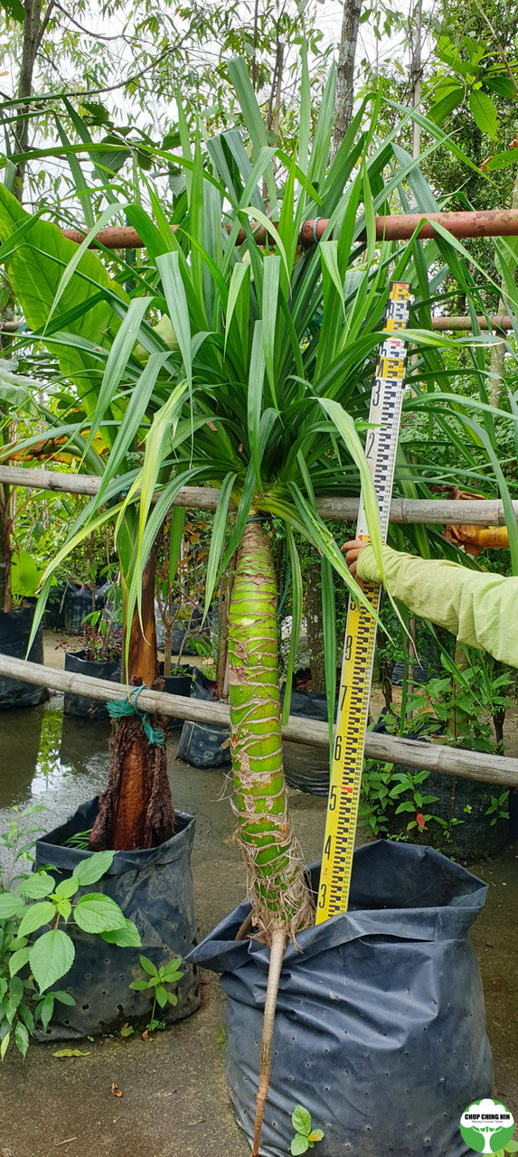 Pandanus spp.