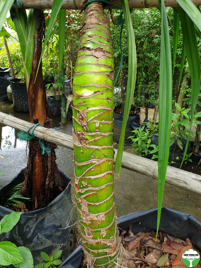 Pandanus spp.
