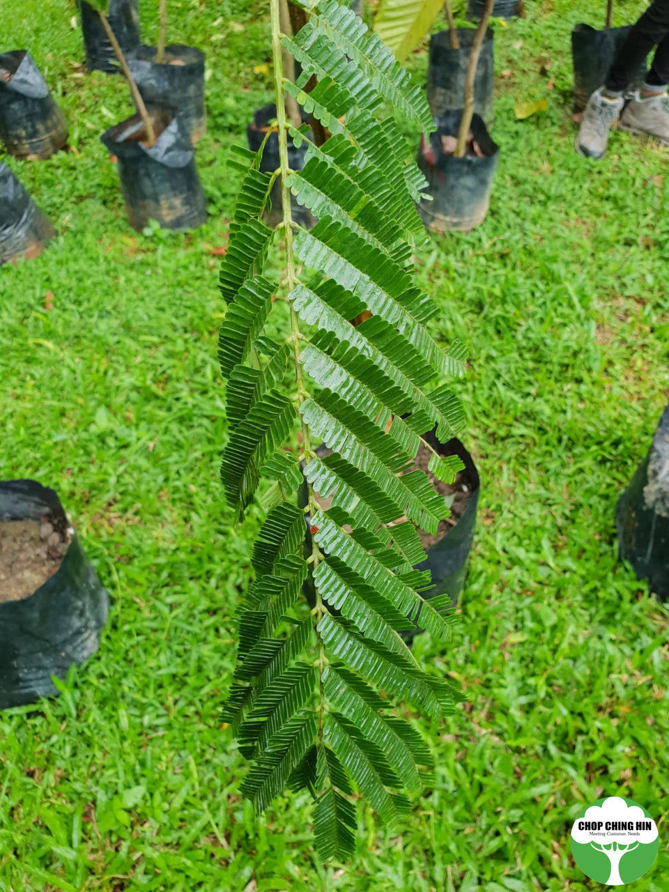 Parkia speciosa