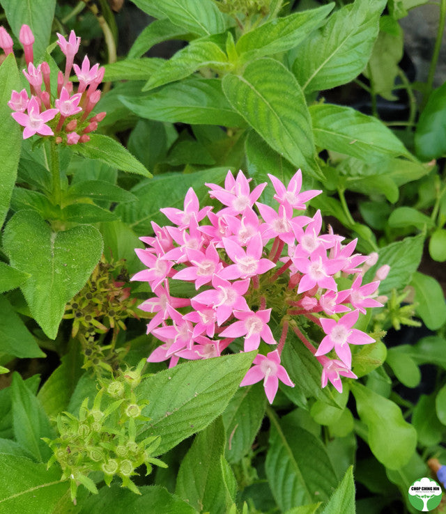 Pentas lanceolata (Pink)