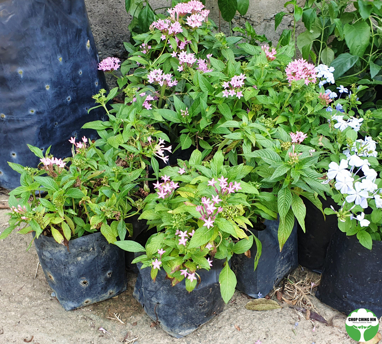 Pentas lanceolata (Pink)