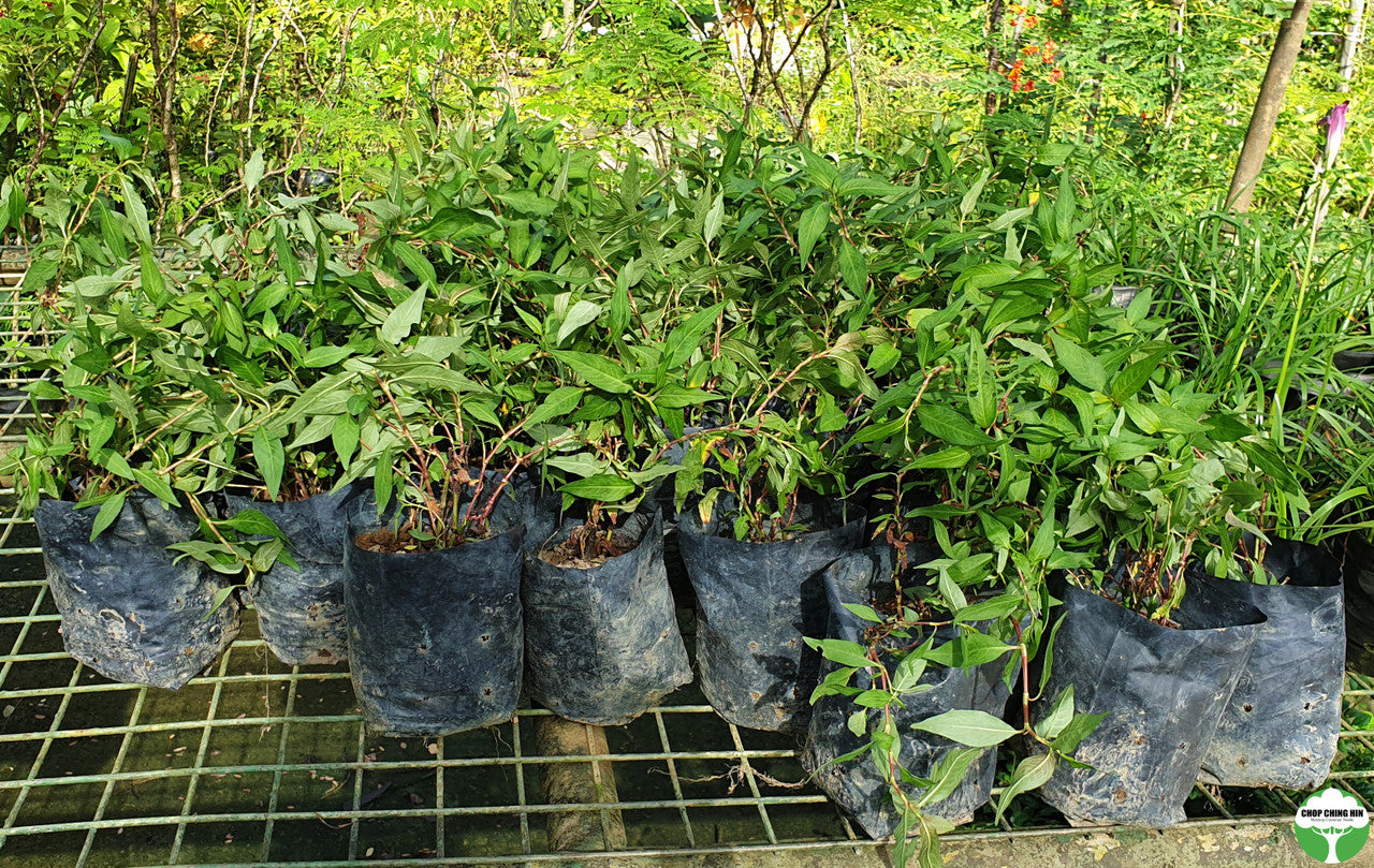 Persicaria odorata