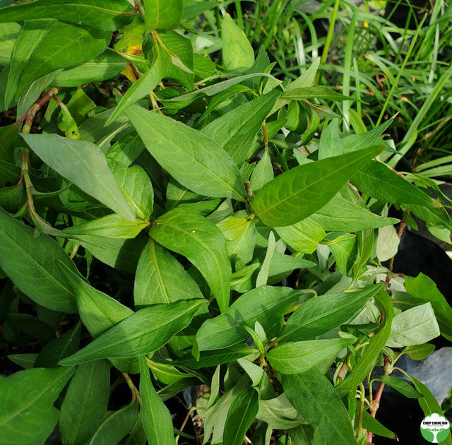 Persicaria odorata