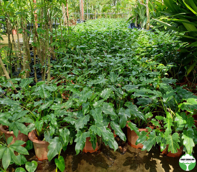 Philodendron xanadu