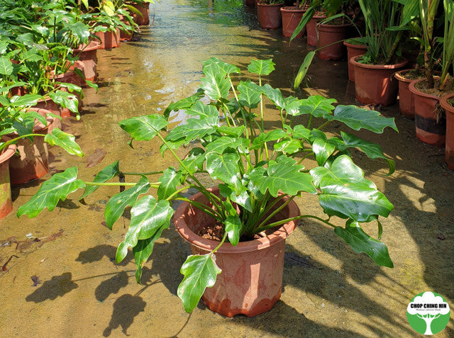 Philodendron xanadu