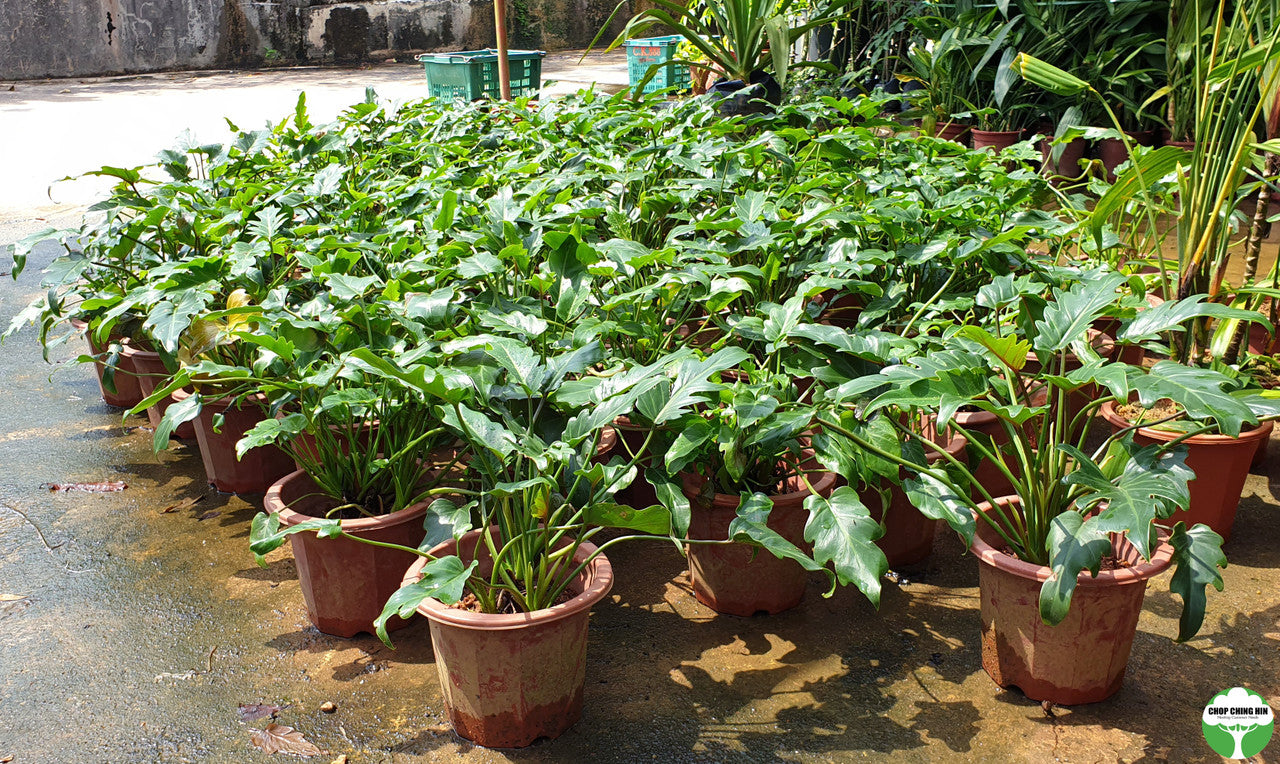 Philodendron xanadu