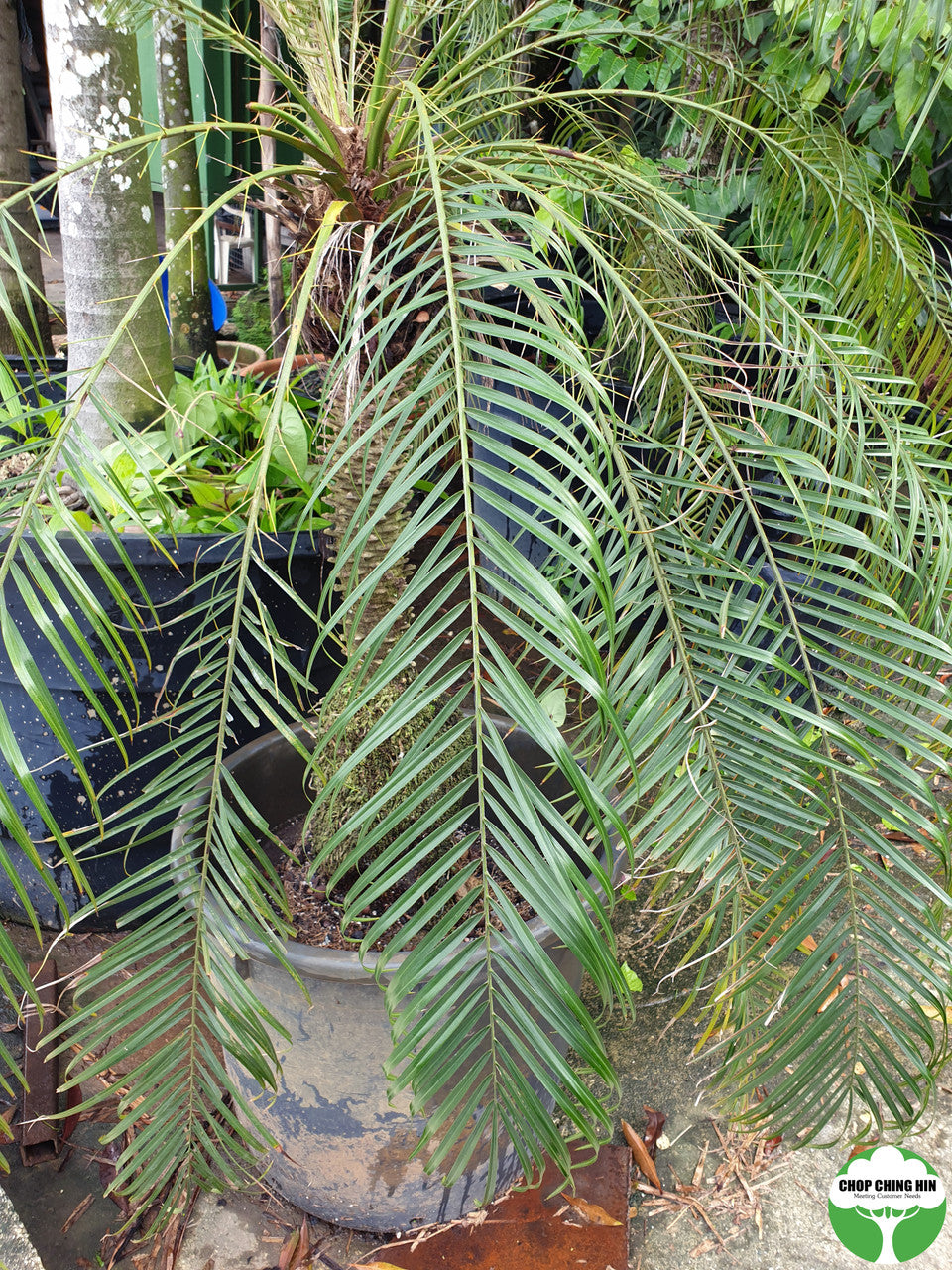 Phoenix roebelenii