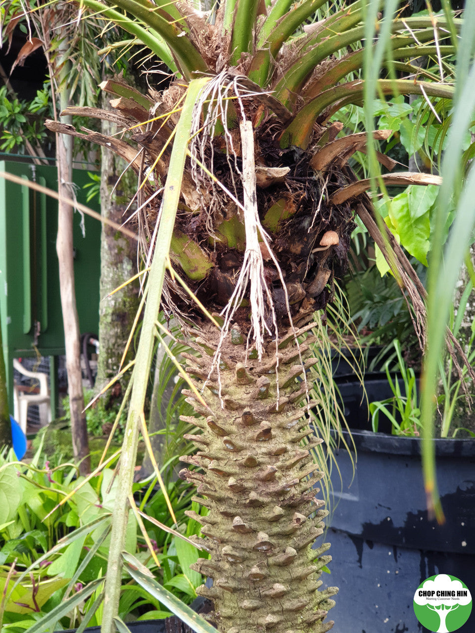 Phoenix roebelenii