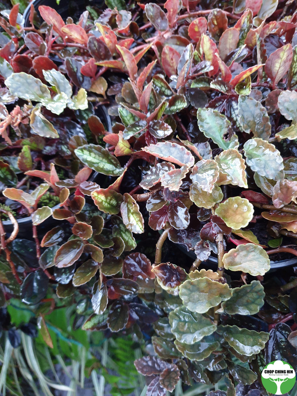 Pilea involucrata 'Norfolk'