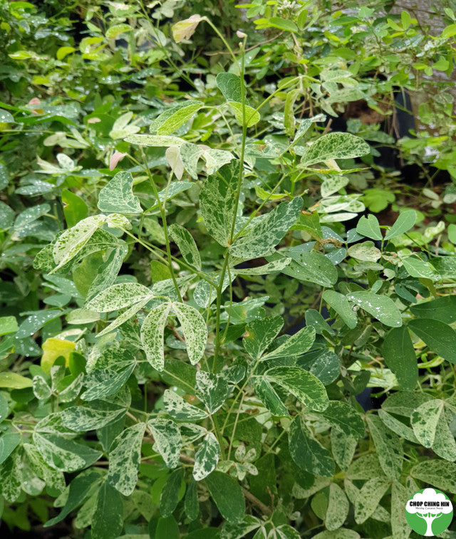 Pithecellobium dulce (Variegated)