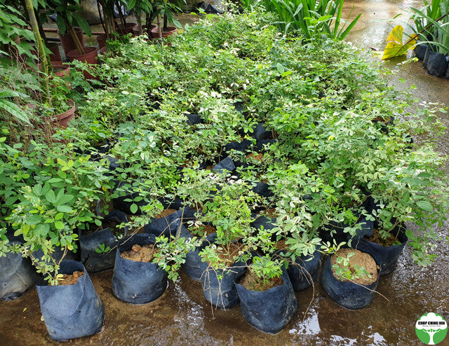 Pithecellobium dulce (Variegated)