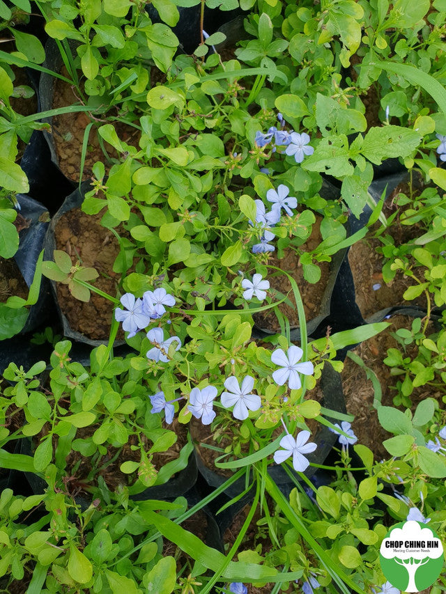 Plumbago auriculata