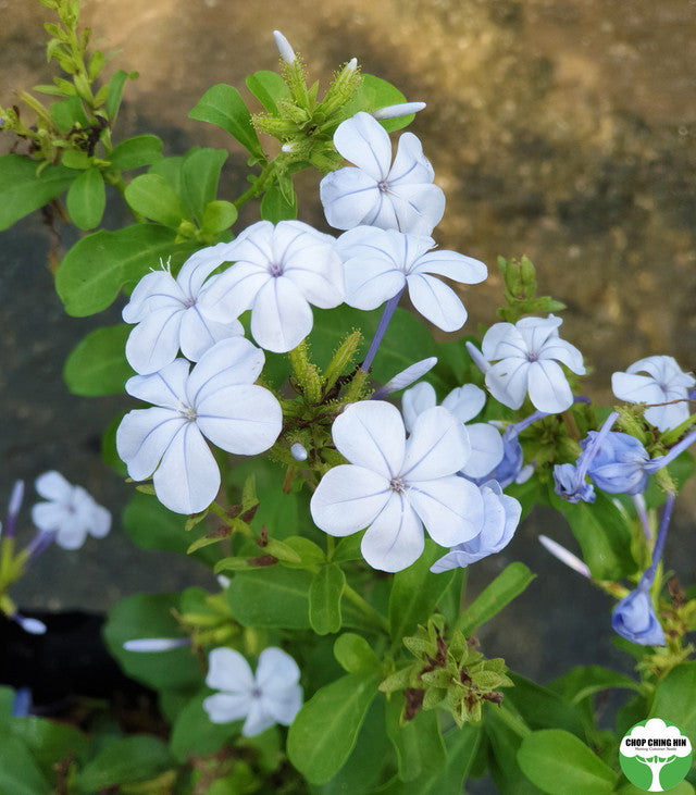 Plumbago auriculata