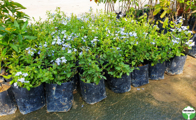 Plumbago auriculata