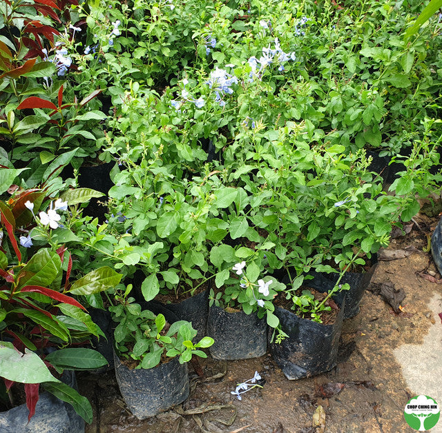 Plumbago auriculata