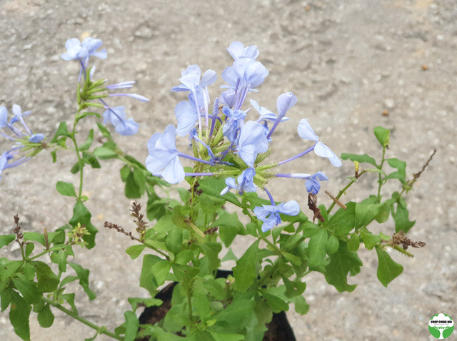 Plumbago auriculata