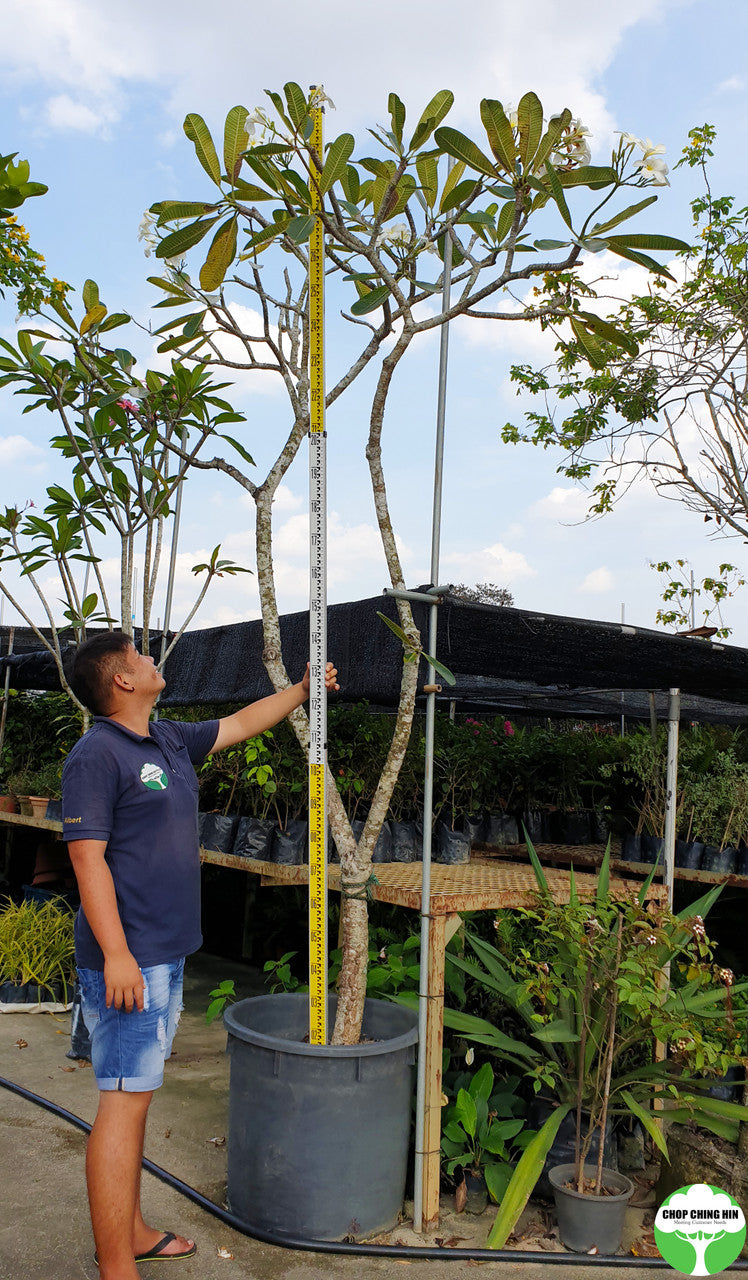 Plumeria obtusa