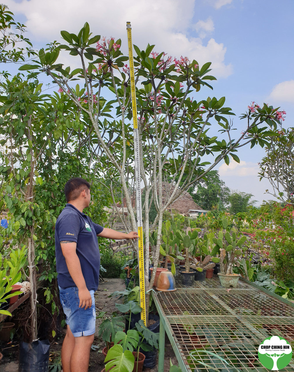 Plumeria rubra cultivars