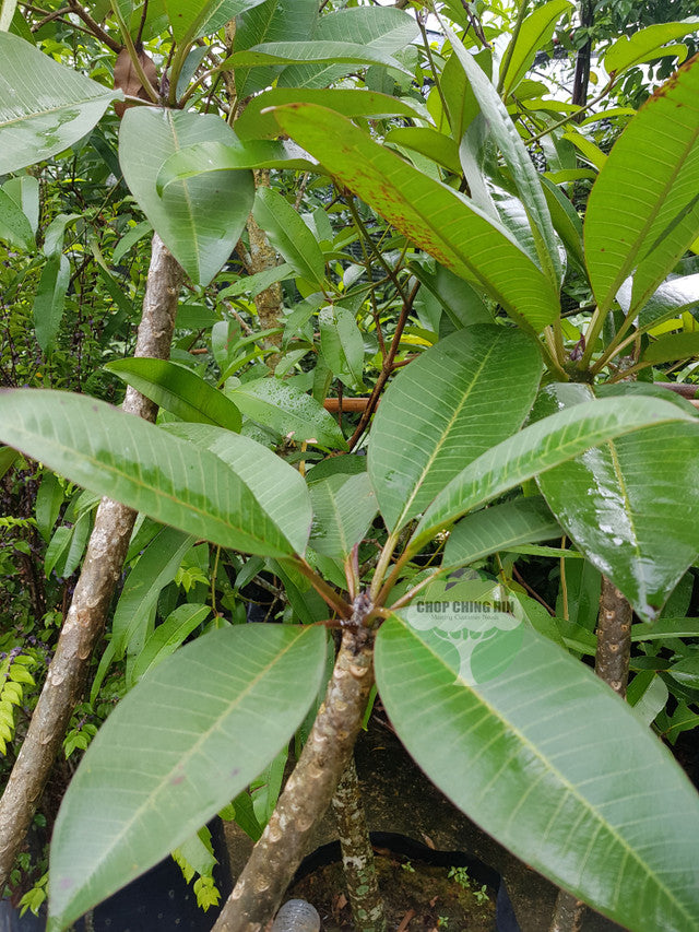 Plumeria rubra cultivars