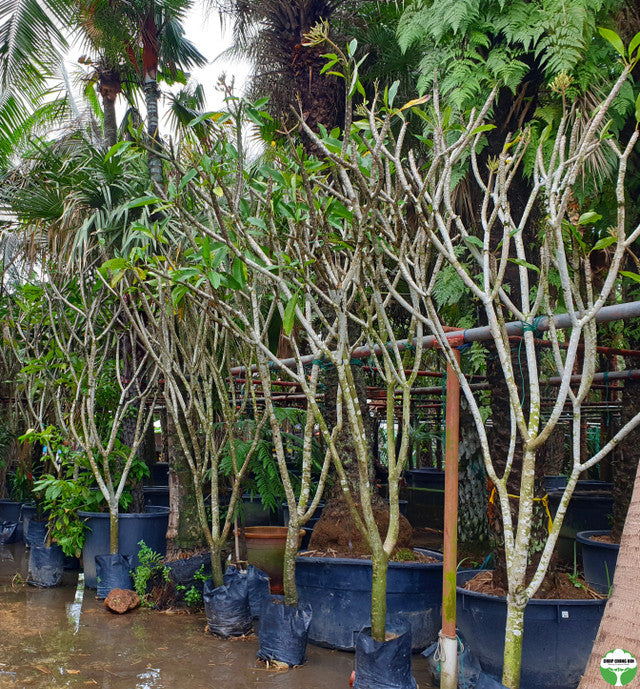 Plumeria cultivar (Yellow)