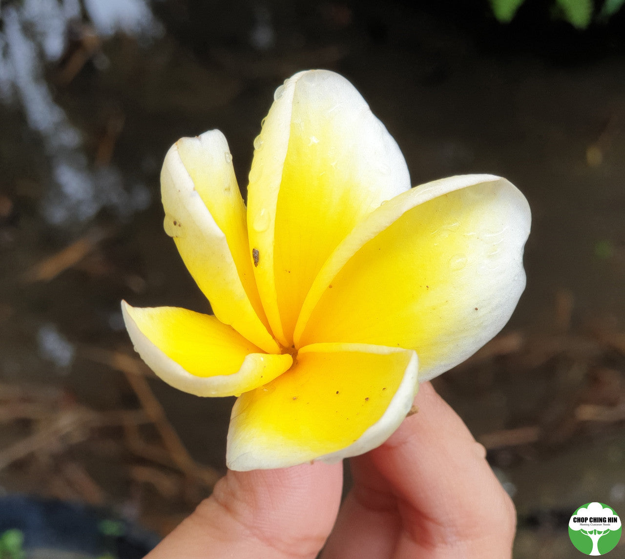 Plumeria cultivar (Yellow)