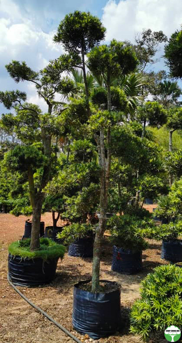 Podocarpus bonsai