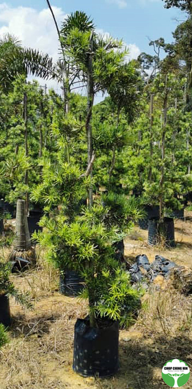 Podocarpus bonsai