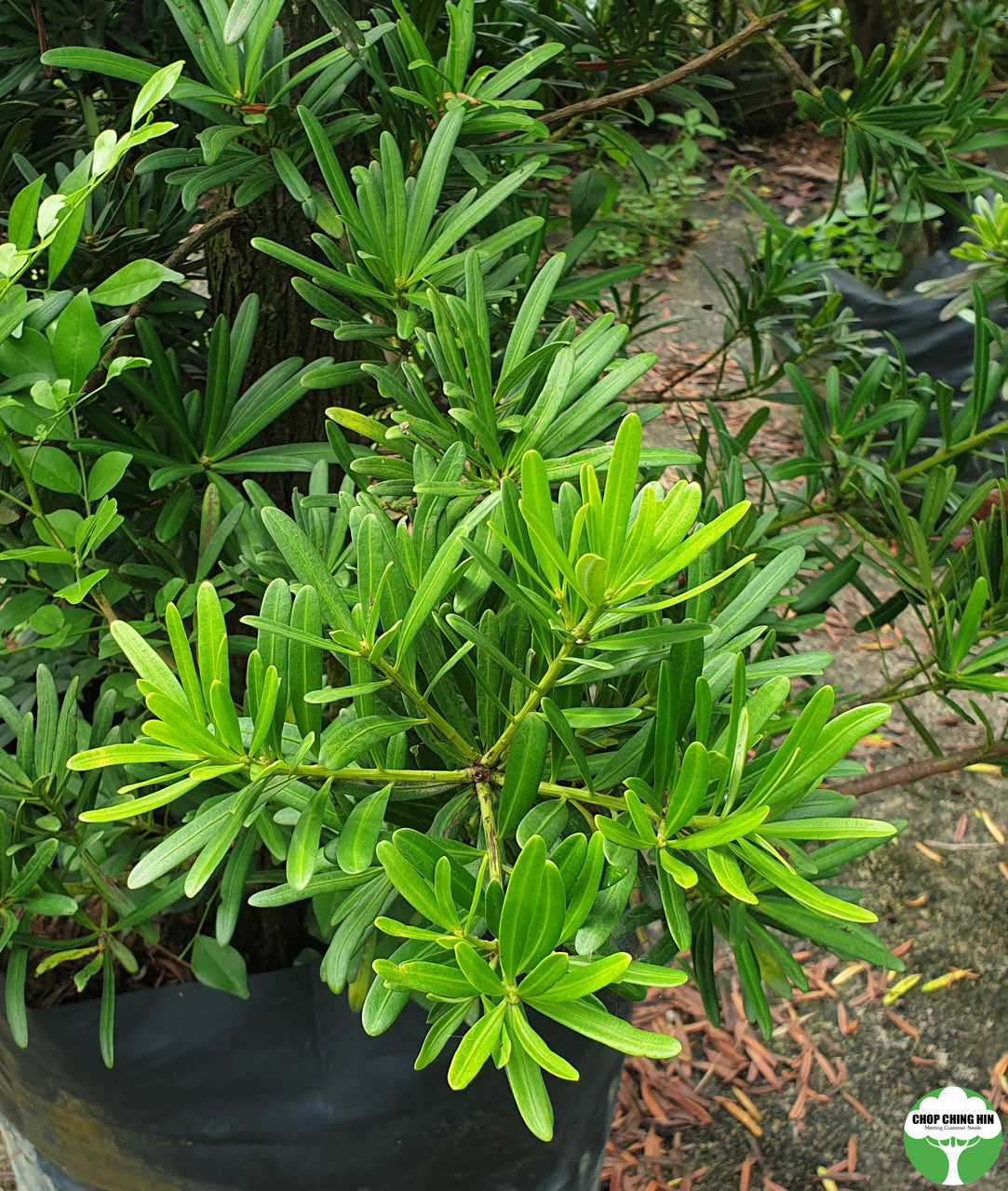 Podocarpus polystachyus