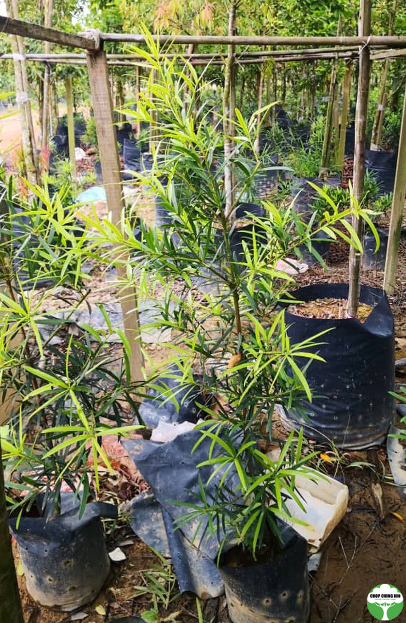 Podocarpus sp.