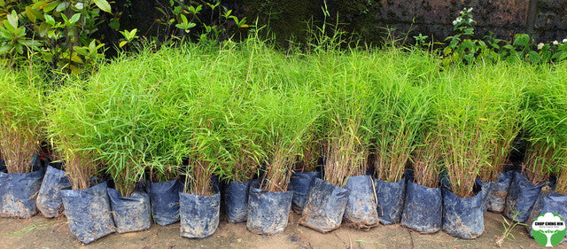 Pogonatherum paniceum