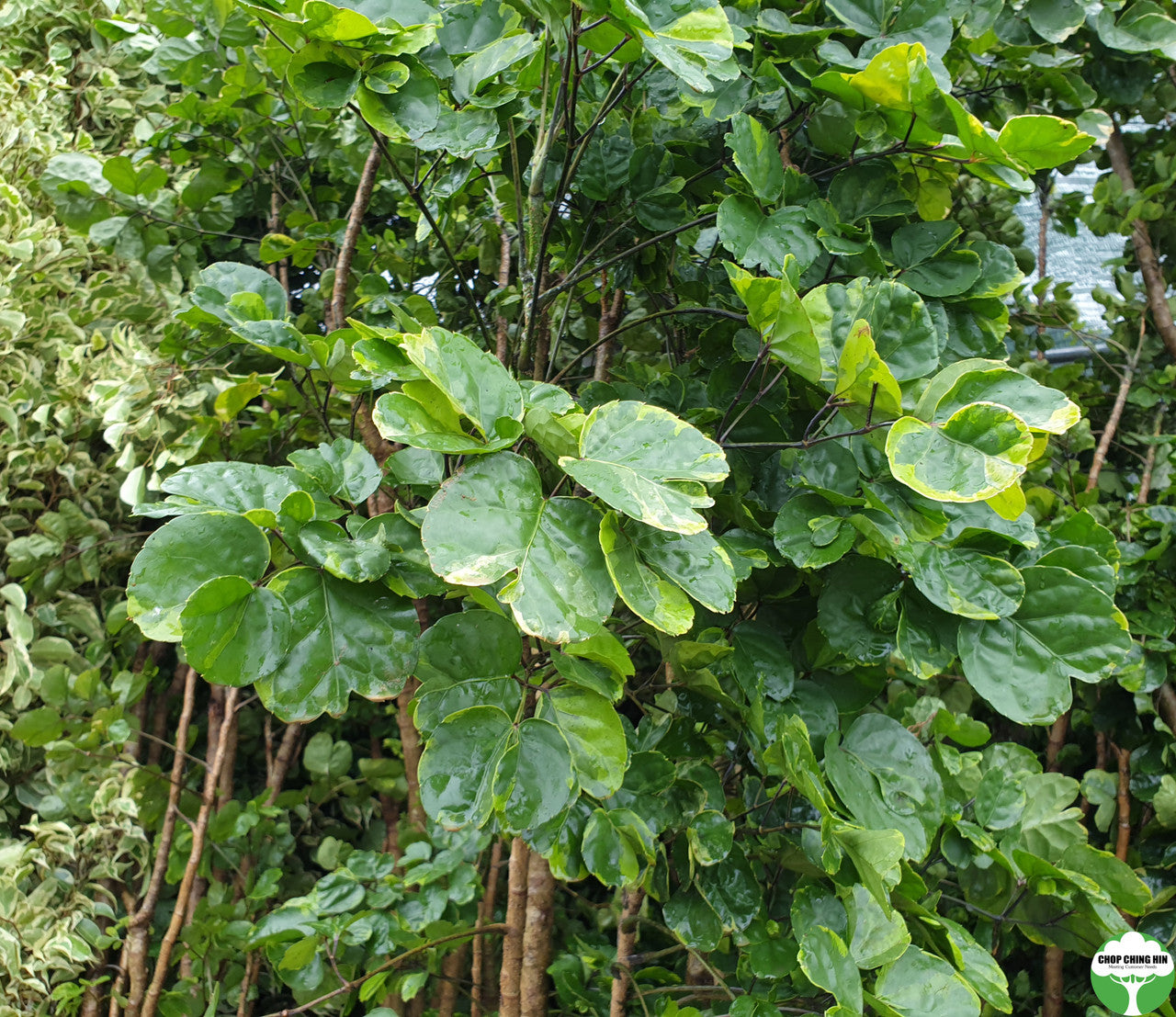 Polyscias balfouriana 'Marginata'
