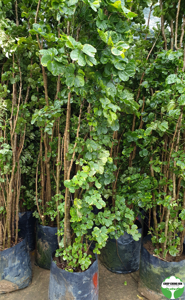 Polyscias balfouriana 'Marginata'