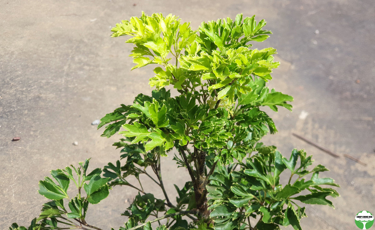 Polyscias fruticosa (Dwarf)