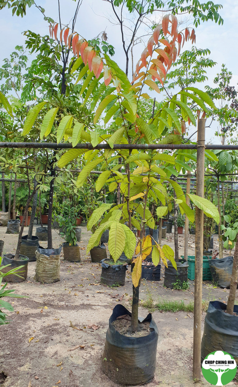 Pometia pinnata