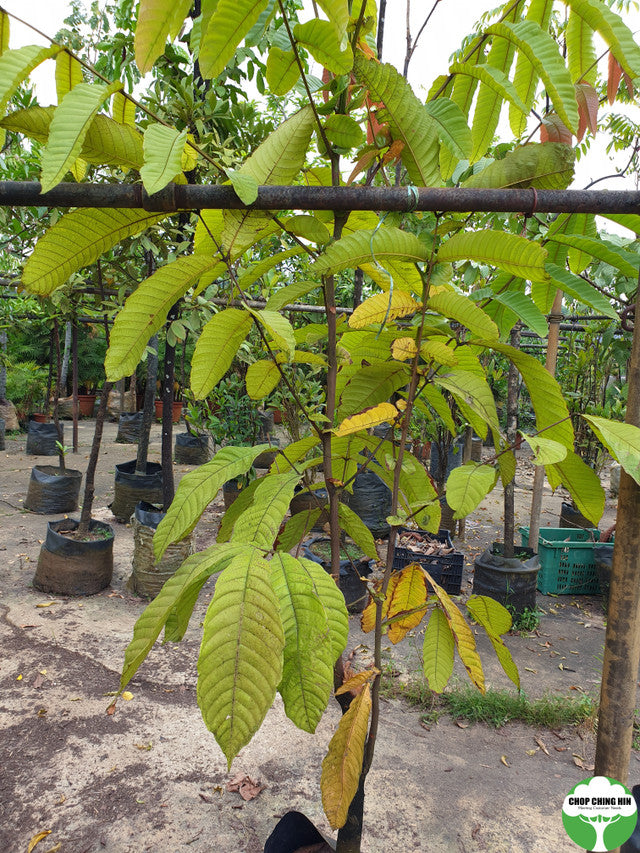 Pometia pinnata
