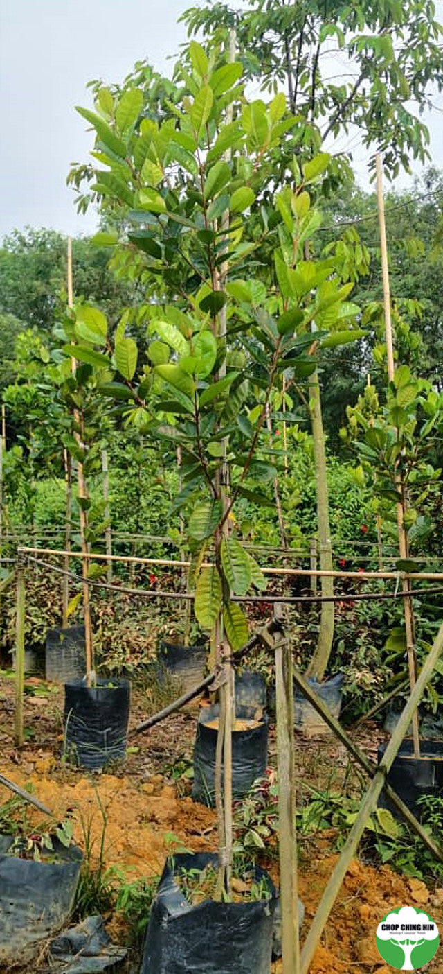 Pouteria obovata