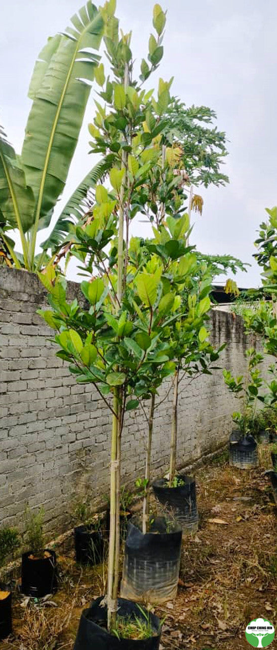 Pouteria obovata