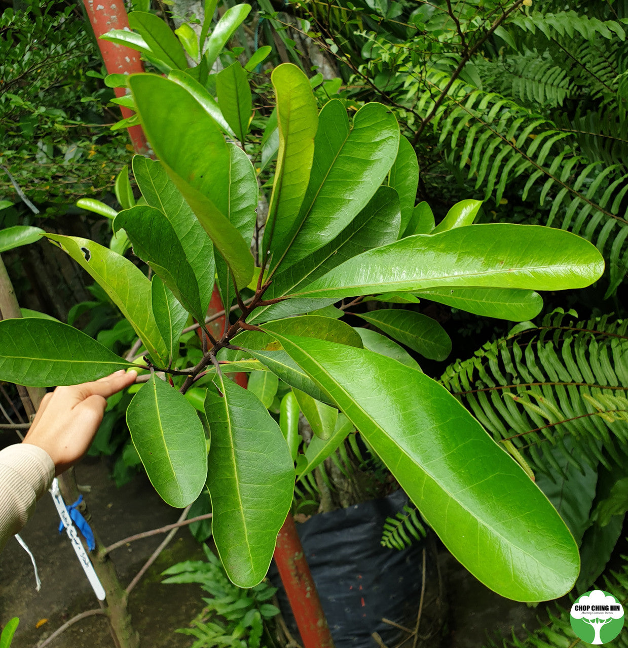 Pouteria obovata