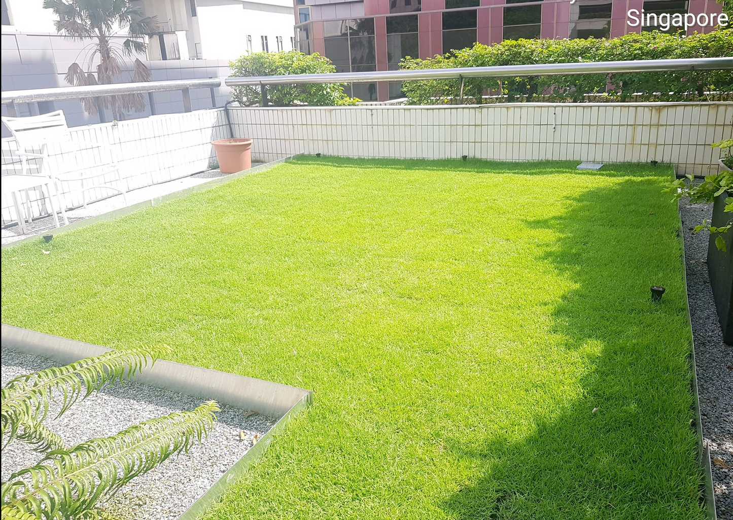 Carpet Grass